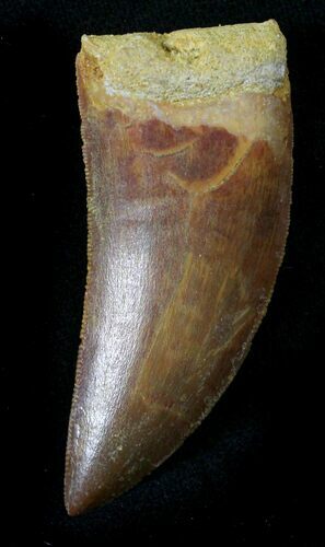 Knife Like Carcharodontosaurus Tooth - Killer #26842